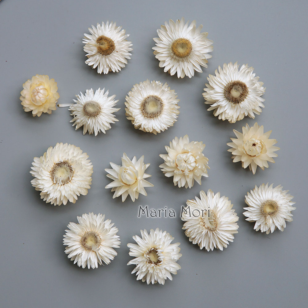 Natural Dried Colorful Chrysan - đánh giá và giá Baby Products Dropshipping