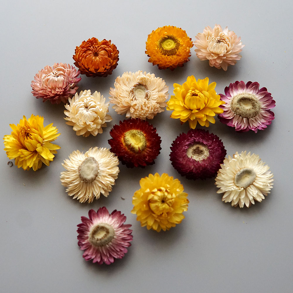 Natural Dried Colorful Chrysan - đánh giá và giá Baby Products Dropshipping