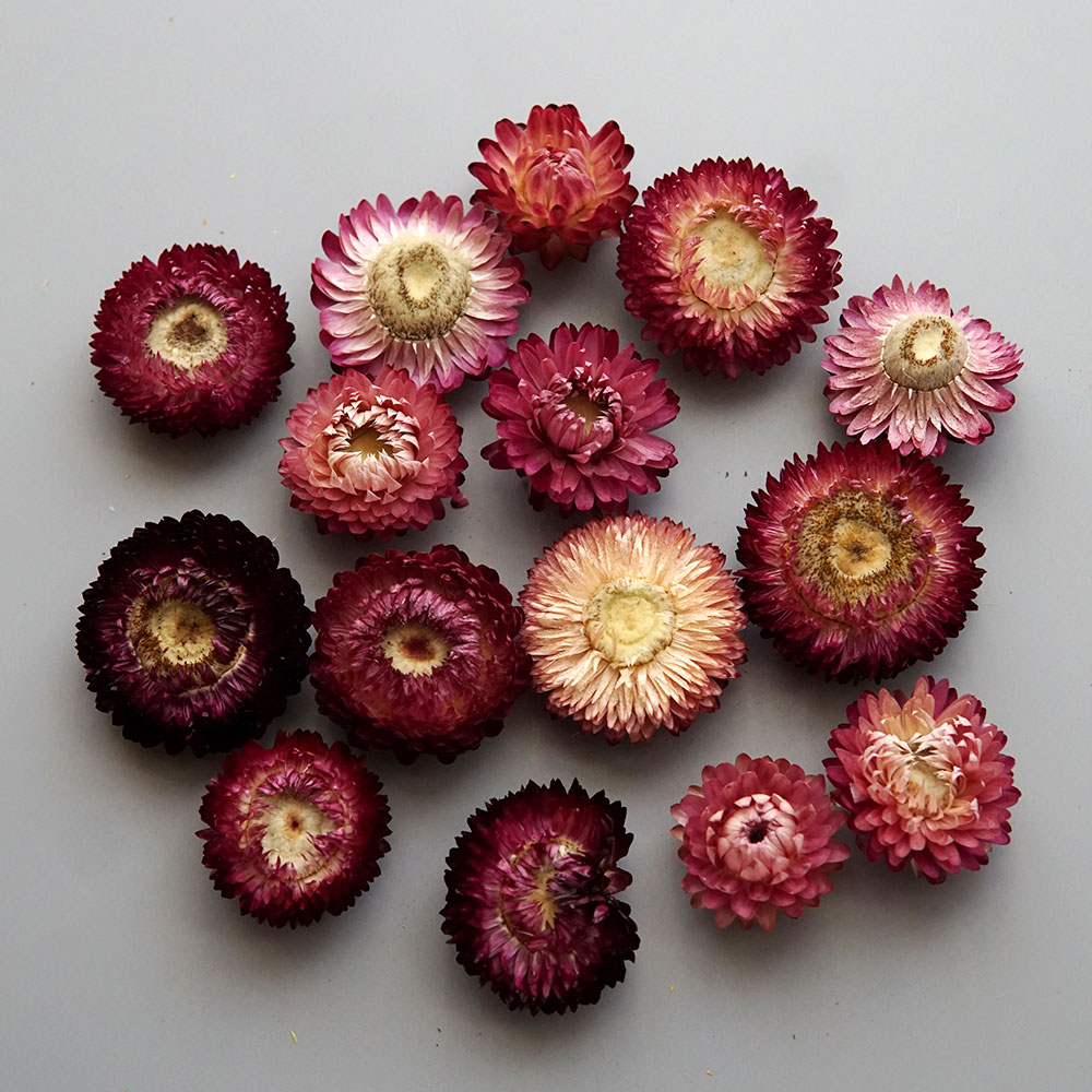 Natural Dried Colorful Chrysan - đánh giá và giá Baby Products Dropshipping