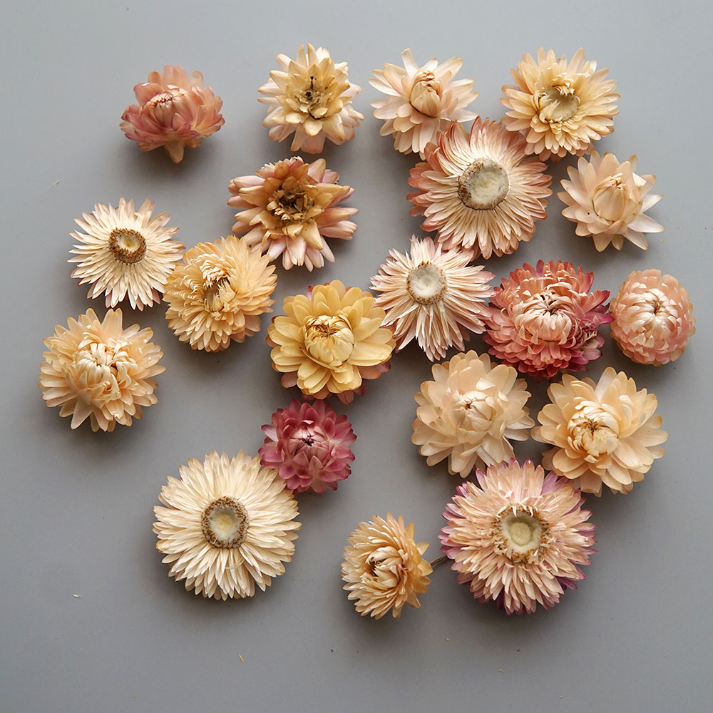 Natural Dried Colorful Chrysan - đánh giá và giá Baby Products Dropshipping