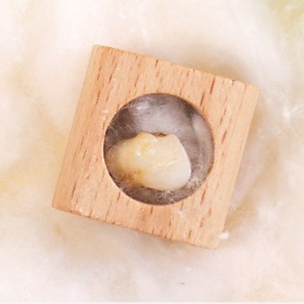 Wooden Baby Tooth Box Cartoon  - đánh giá và giá Baby Products Storage Box